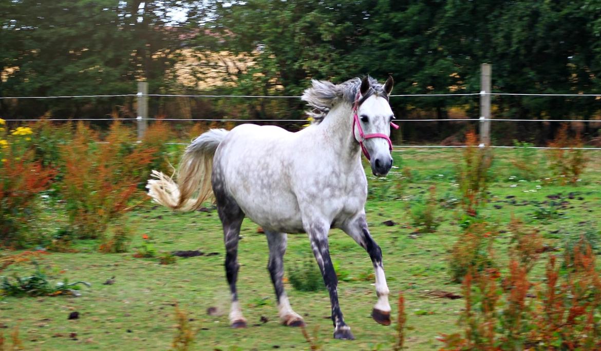 Anden særlig race Freja billede 1