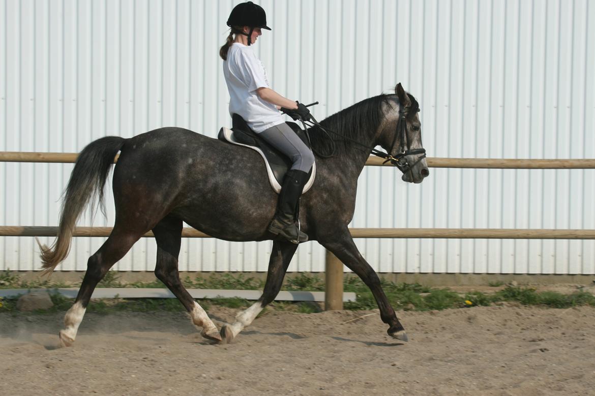 Anden særlig race Freja billede 18