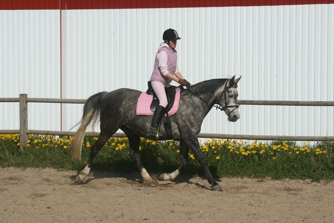 Anden særlig race Freja billede 10