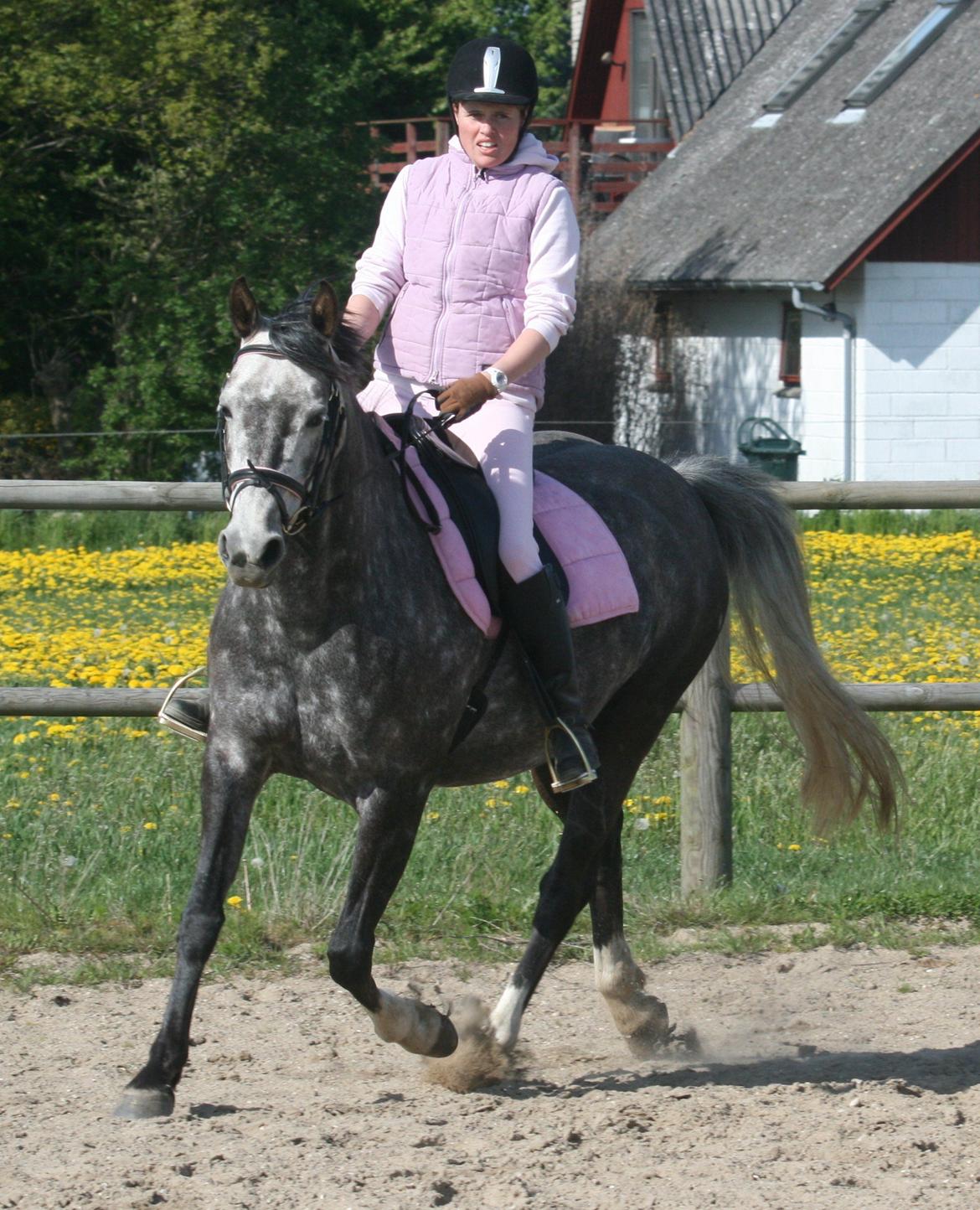 Anden særlig race Freja billede 12