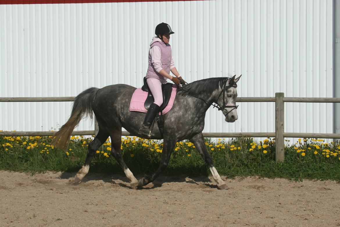 Anden særlig race Freja billede 11