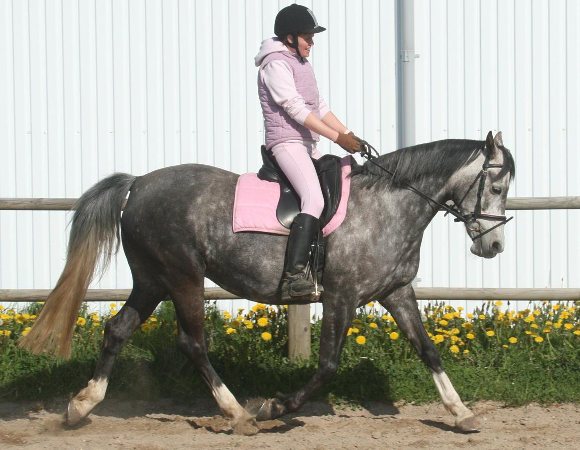 Anden særlig race Freja billede 6