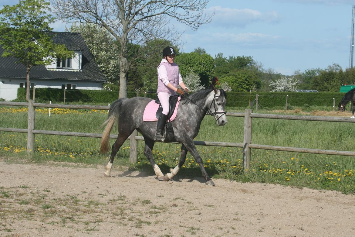 Anden særlig race Freja billede 17