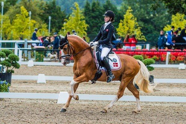 Tysk Sportspony Der Harlekin B A-pony - EM 2014 billede 6