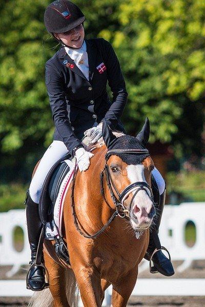 Tysk Sportspony Der Harlekin B A-pony - EM 2014 billede 7