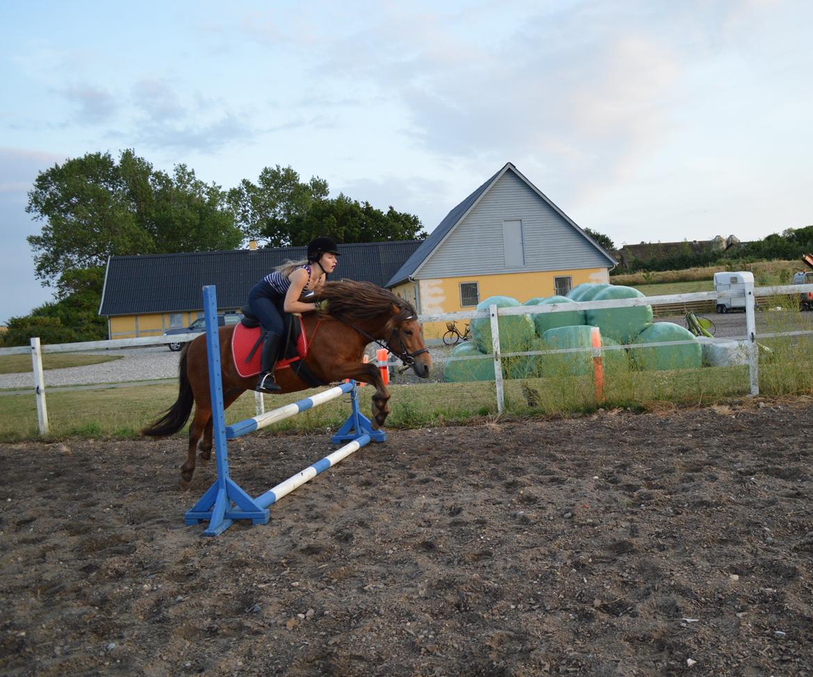 Anden særlig race Waliska - 70 cm! Ny rekord! Så stolt af den lille pony pige <3 billede 5