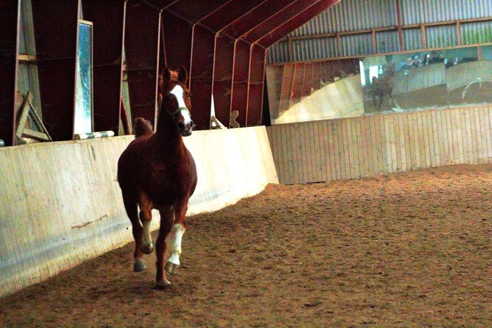 Anden særlig race FoxTrot billede 20