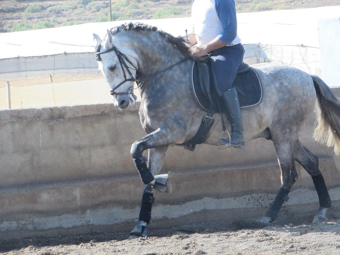 Lusitano Bellisimo - Smukkeste galop på jorden + smukkeste belli! billede 4