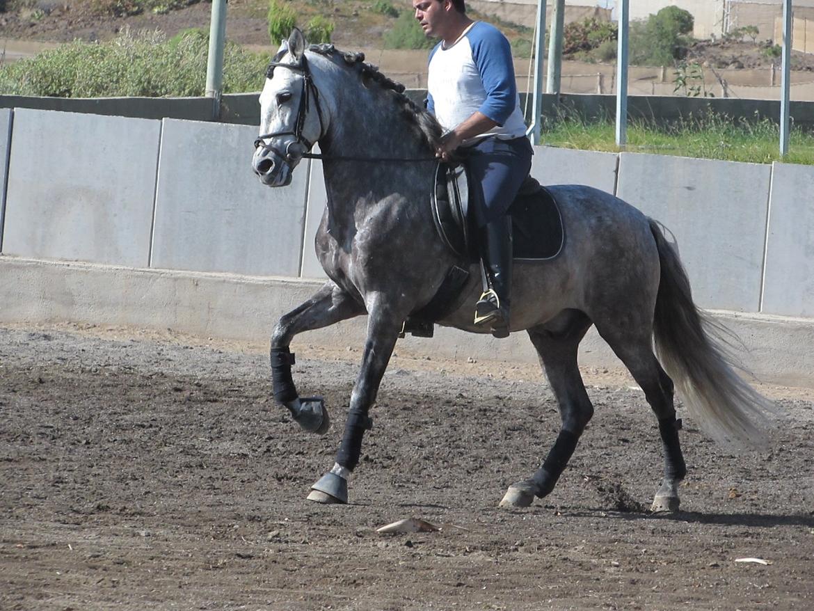 Lusitano Bellisimo billede 7