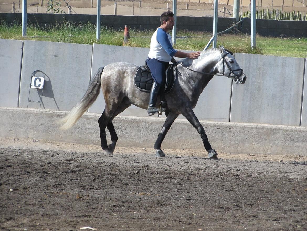 Lusitano Bellisimo billede 3