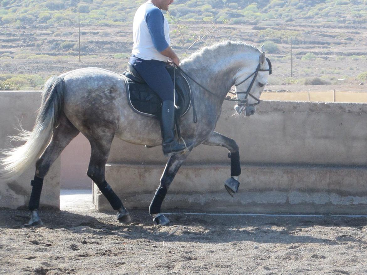 Lusitano Bellisimo - Den smukkeste trav med de flotteste ben løft! billede 10