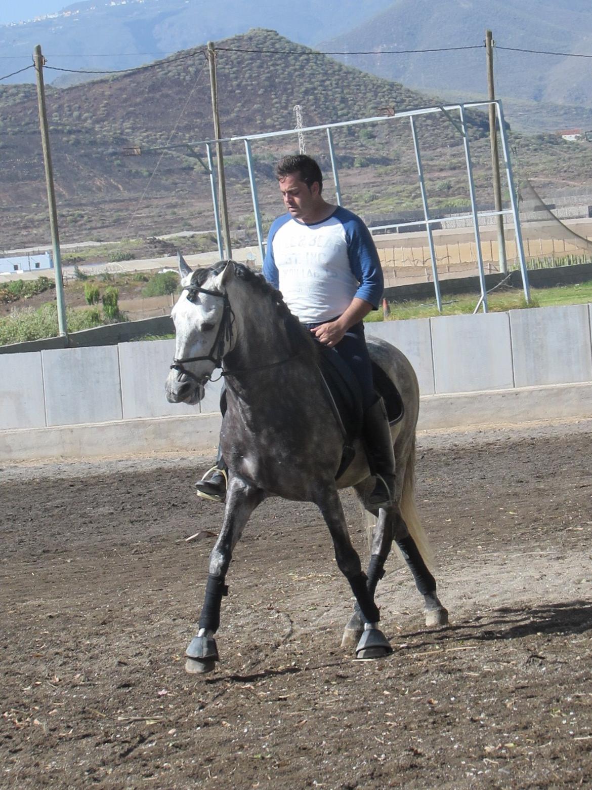 Lusitano Bellisimo - Lille lærenem hest her i schenkelvigning! Efter min mening ser det ret perfekt ud xp billede 5