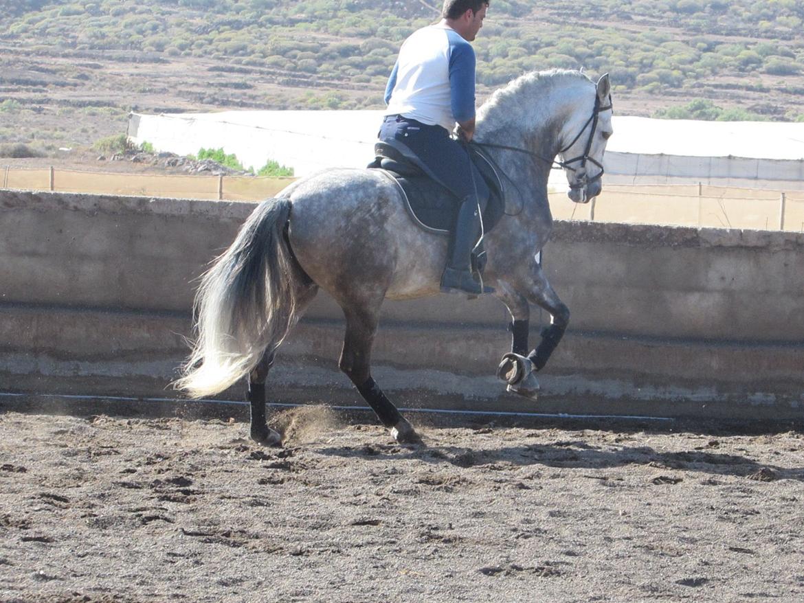 Lusitano Bellisimo - Nej han stejler ikke her. Her gallopere han helt normalt :) billede 12