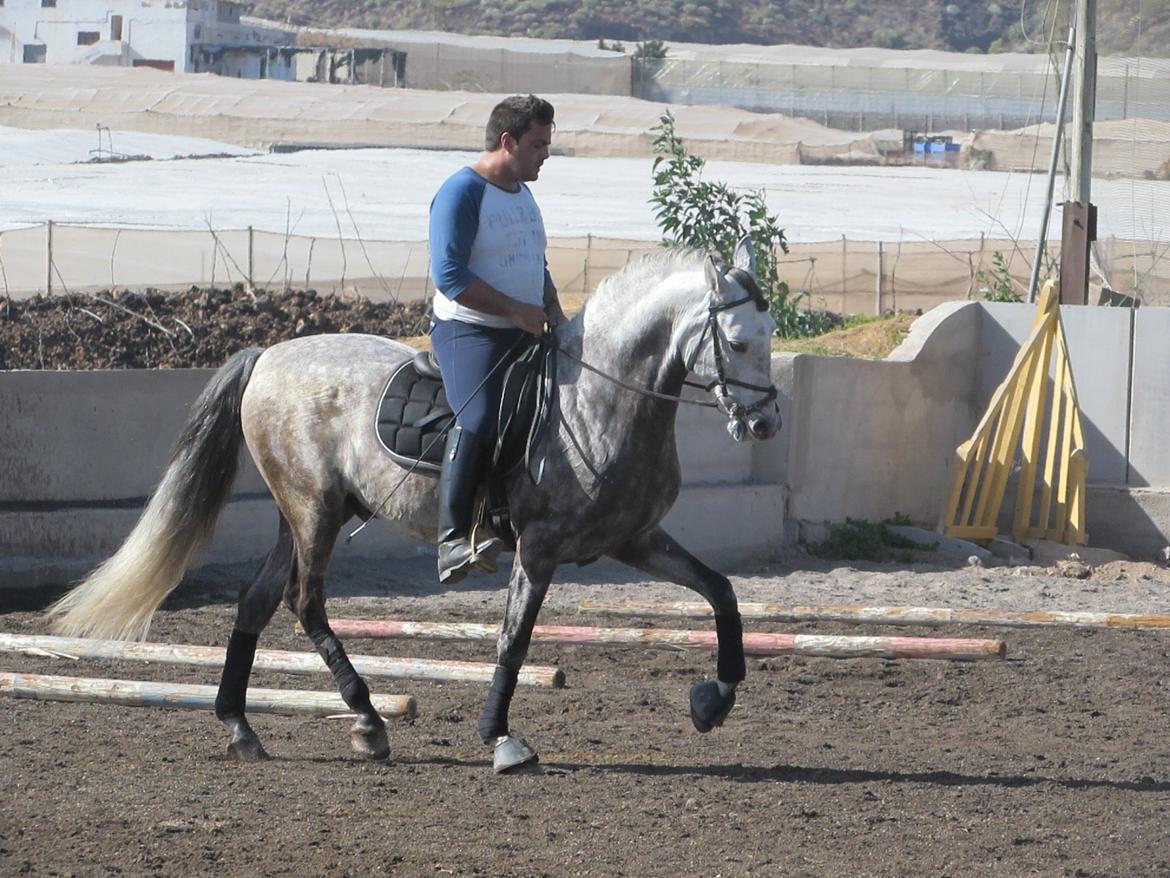 Lusitano Bellisimo - Dejlige og smukke Belli! billede 1