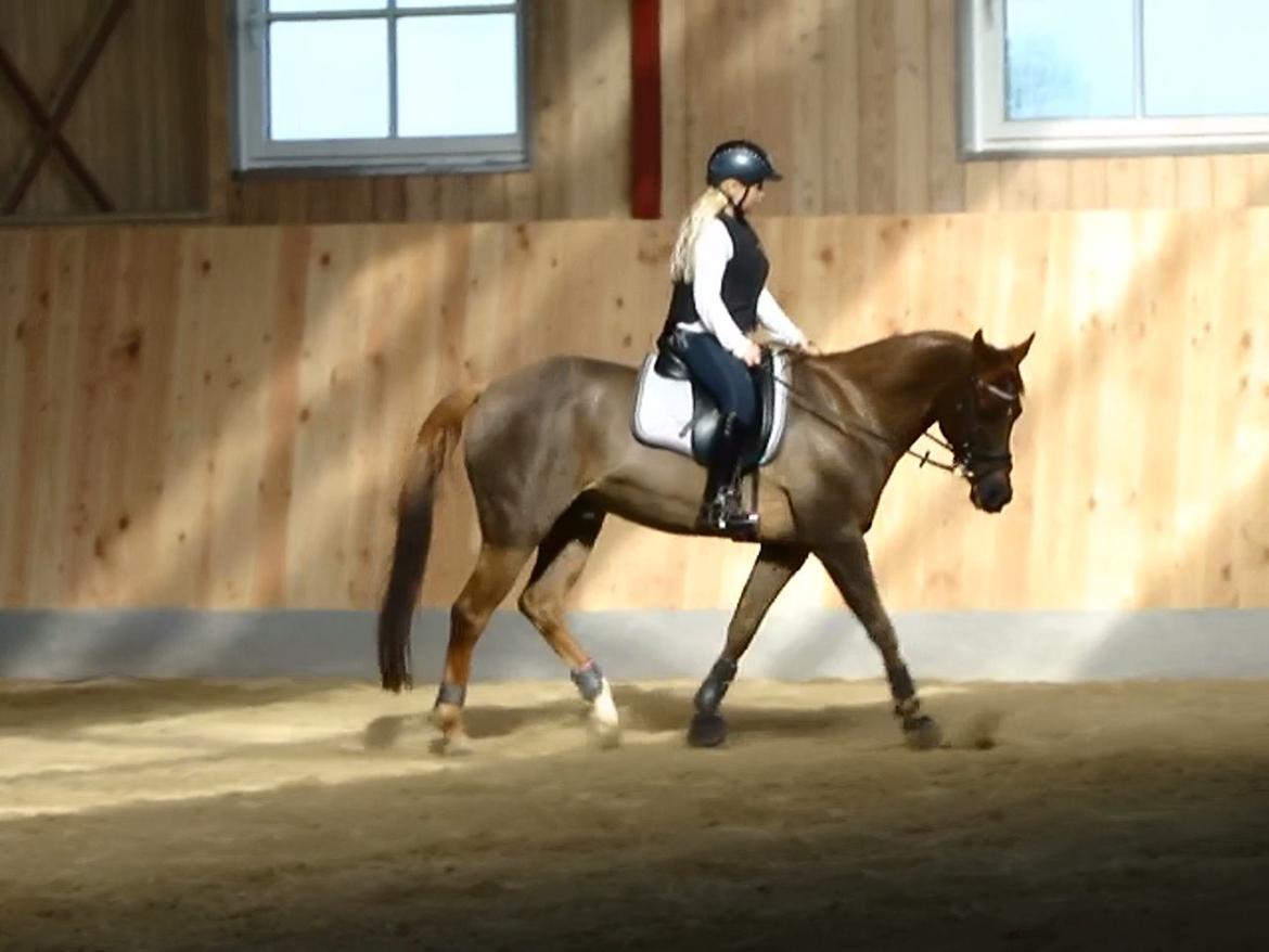 Tysk Sportspony Swing King - Fra vi prøvede Swing King billede 9