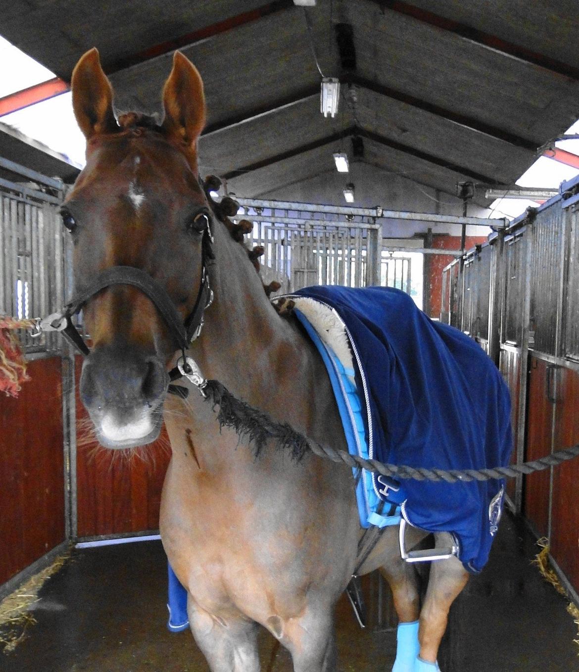 Tysk Sportspony Swing King billede 13