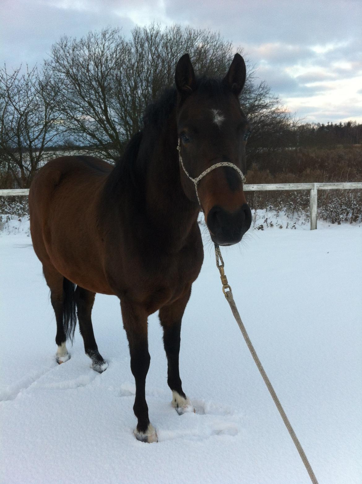 DSP Stenvænge Felix billede 5