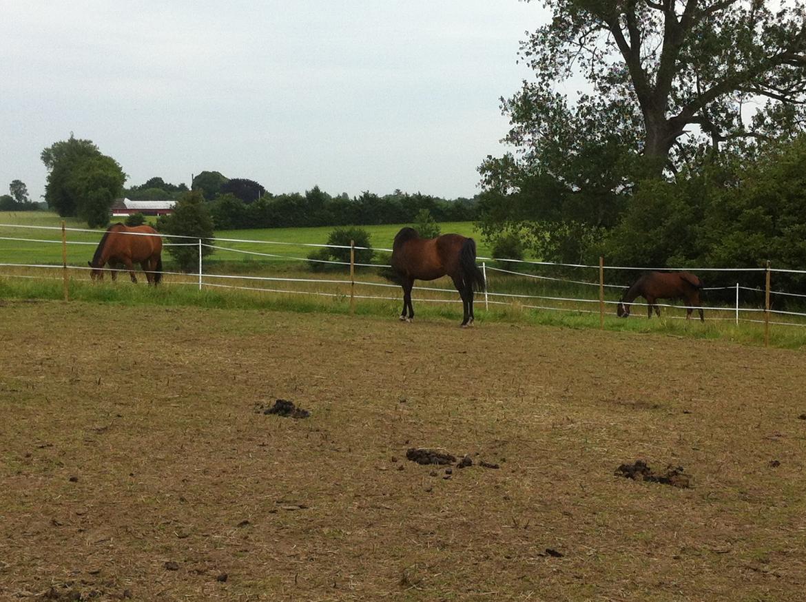 DSP Stenvænge Felix billede 6