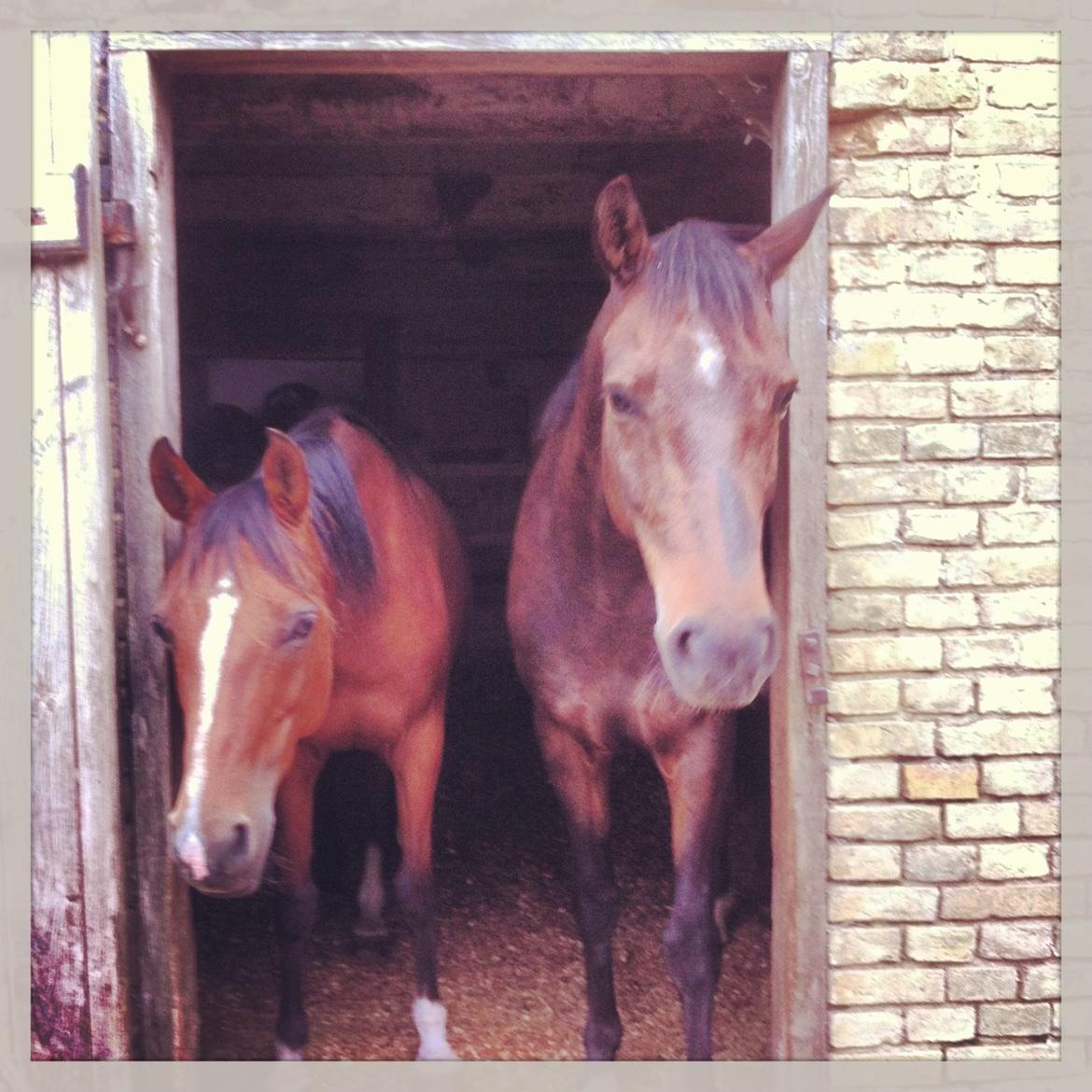 DSP Stenvænge Felix billede 7