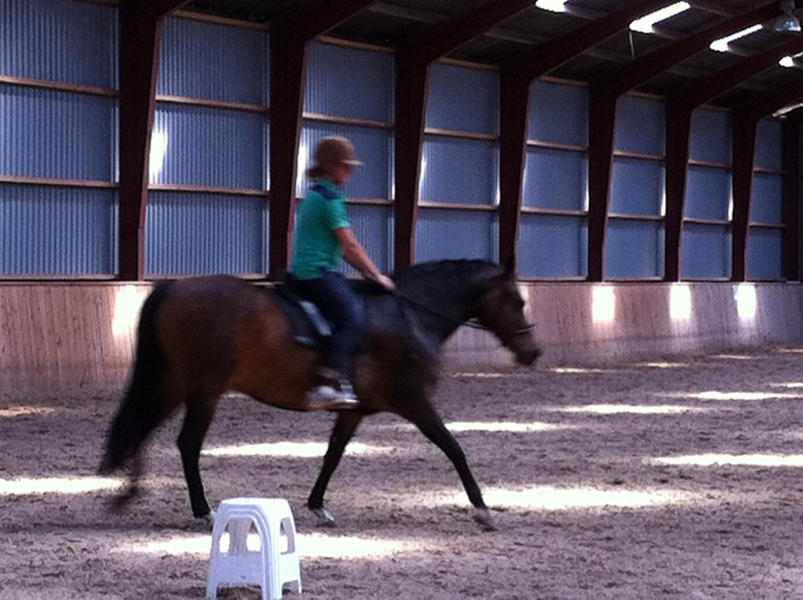 DSP Stenvænge Felix billede 3