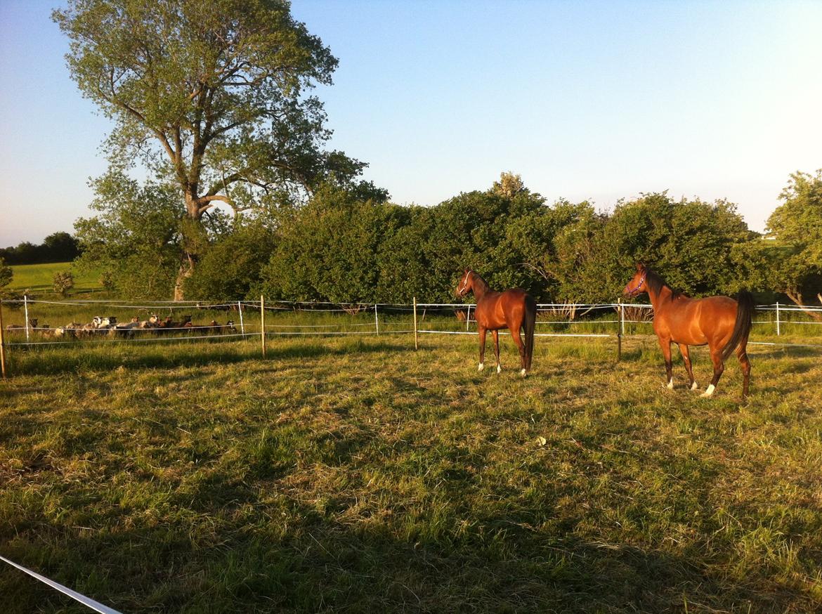 Arabisk fuldblod (OX) HH Karall billede 11