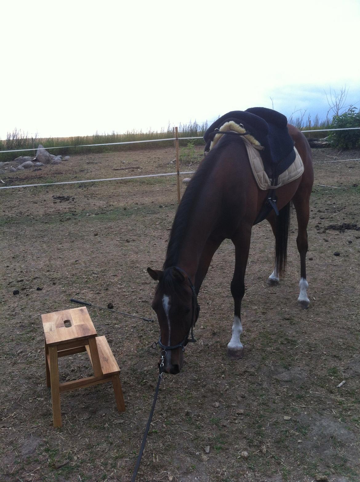 Arabisk fuldblod (OX) HH Karall billede 12