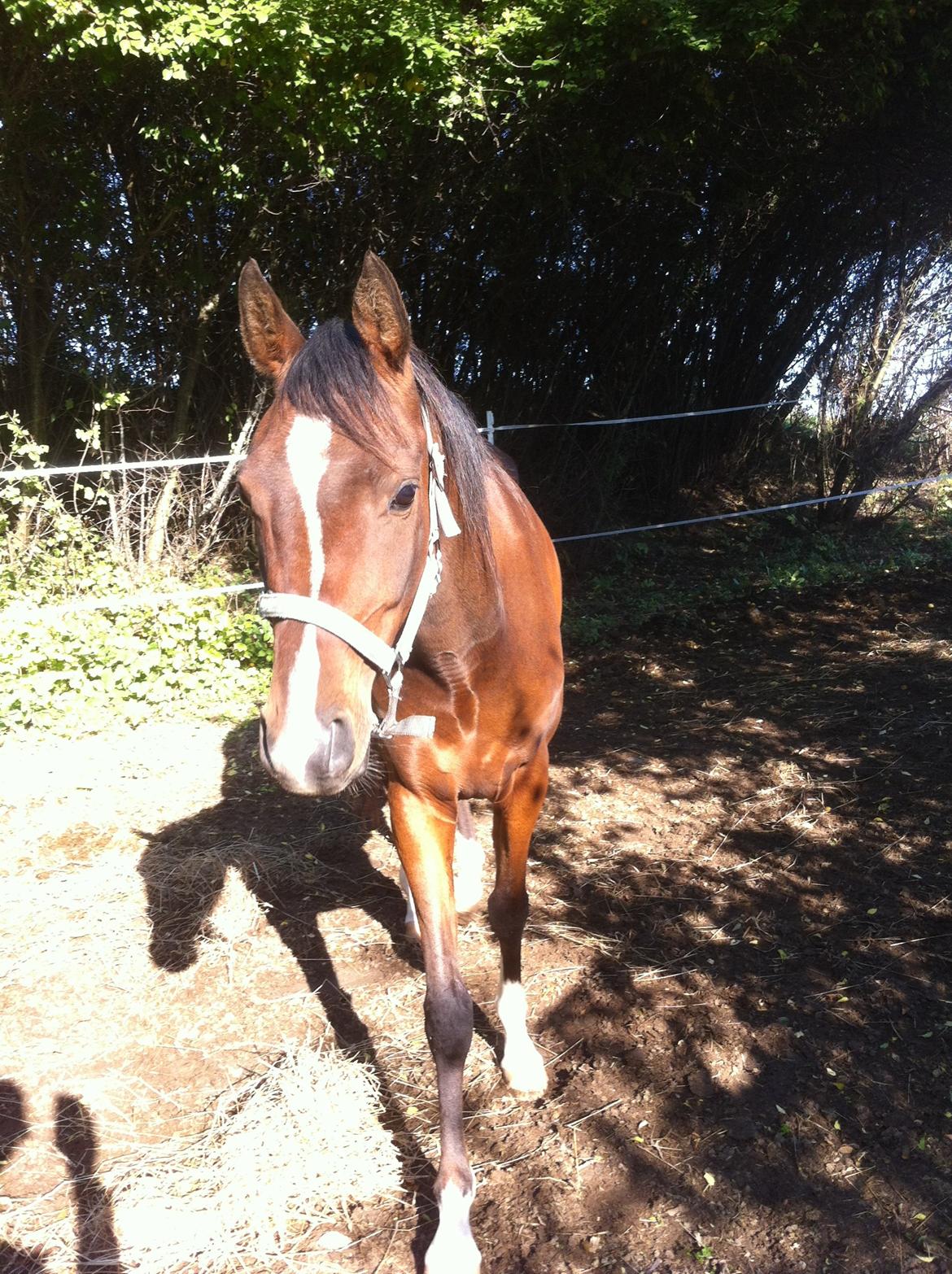 Arabisk fuldblod (OX) HH Karall billede 13