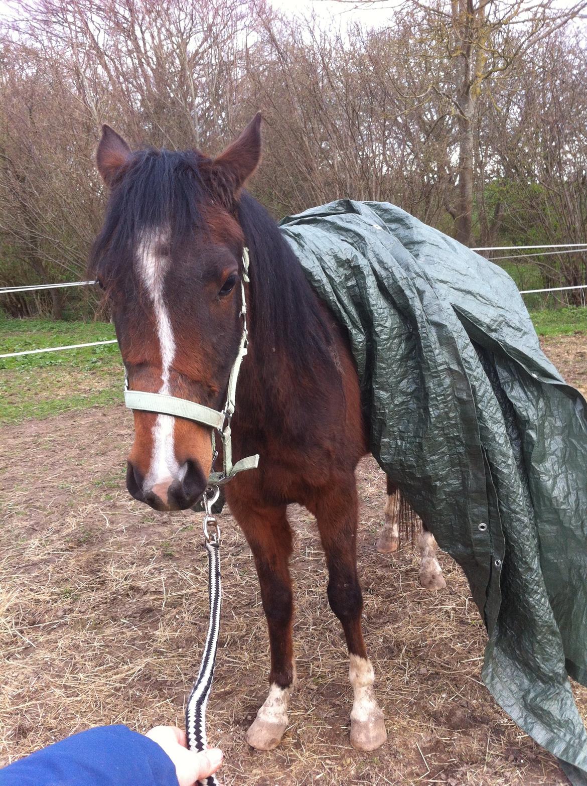 Arabisk fuldblod (OX) HH Karall billede 15