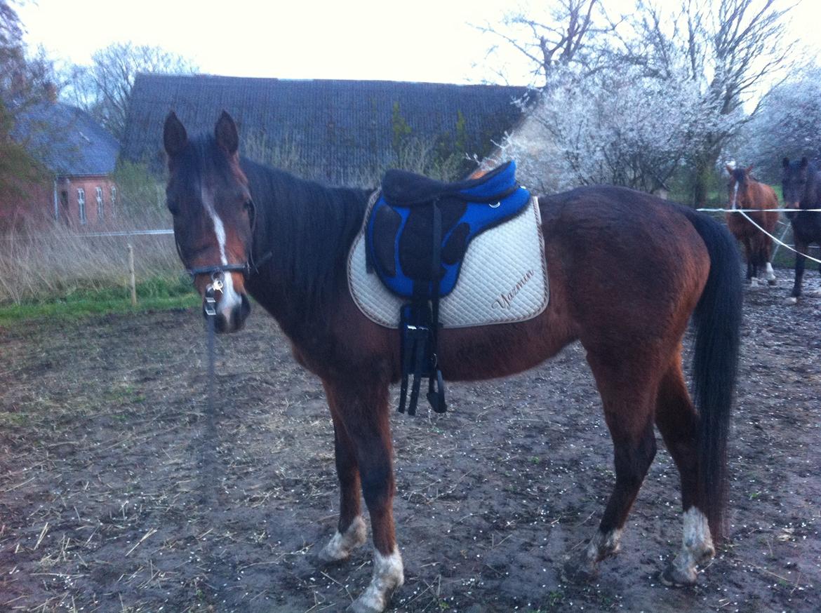 Arabisk fuldblod (OX) HH Karall billede 14