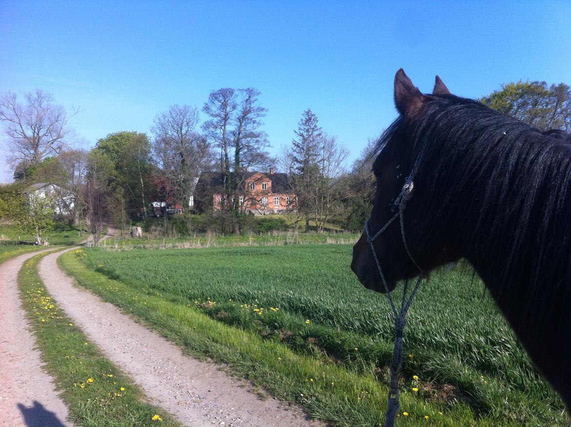 Arabisk fuldblod (OX) HH Karall billede 16