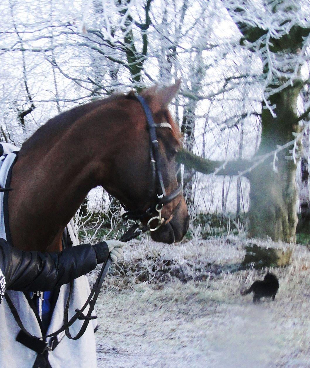 Tysk Sportspony Swing King billede 12