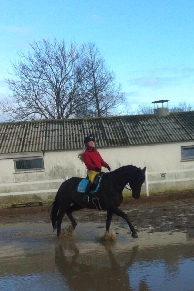 Trakehner Hotti billede 8