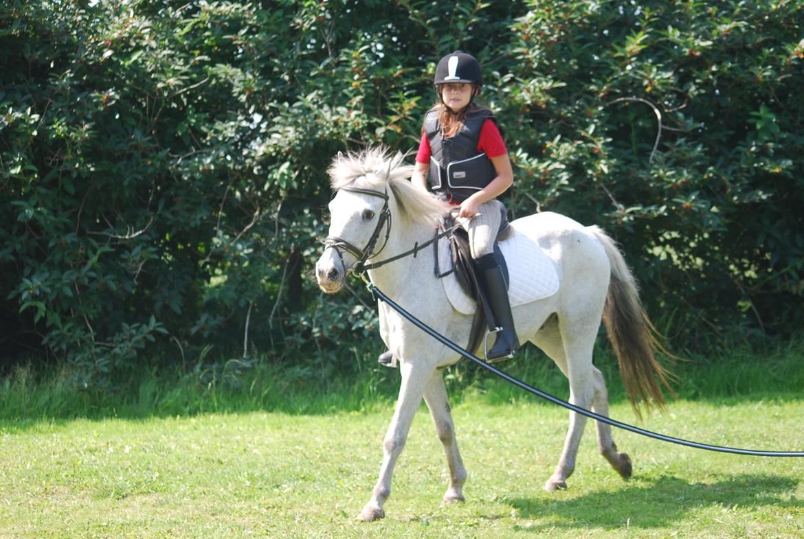 Knabstrupper Sinde Glaska (Himmelhest) 16/11-2015 - Dengang da jeg var bange fro at ride uden longen billede 1