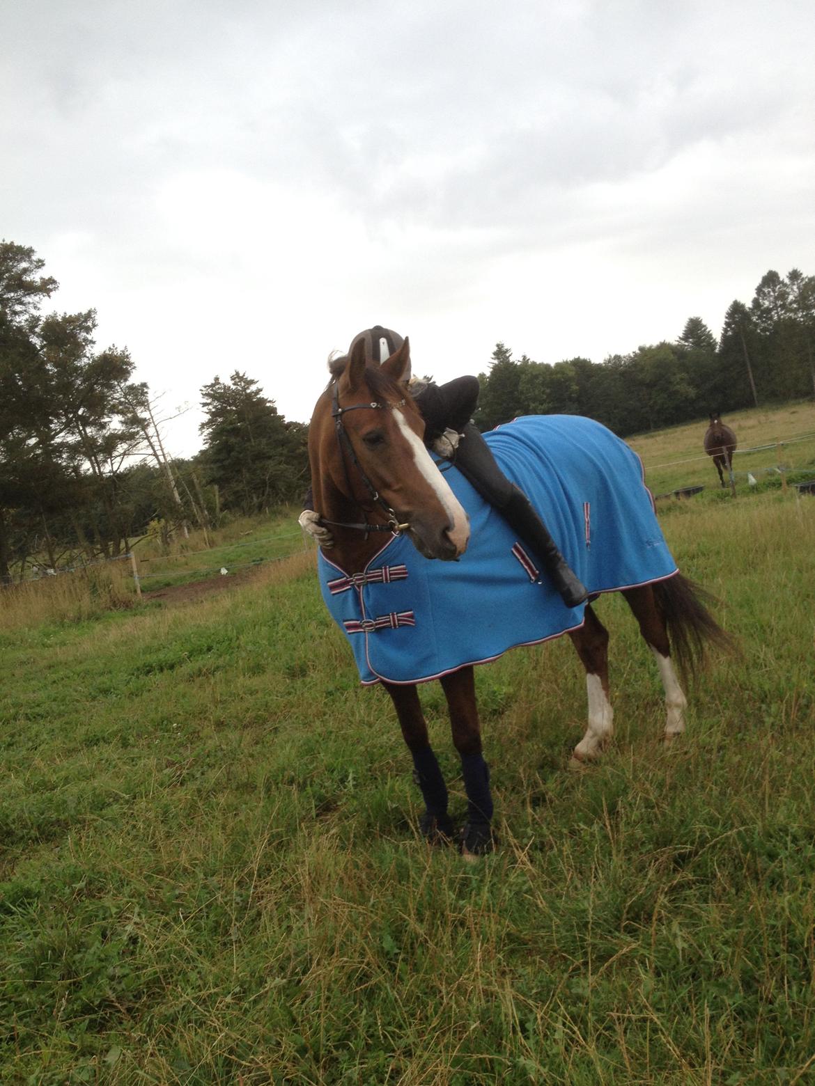 DSP Mølgårdens Lucas billede 6