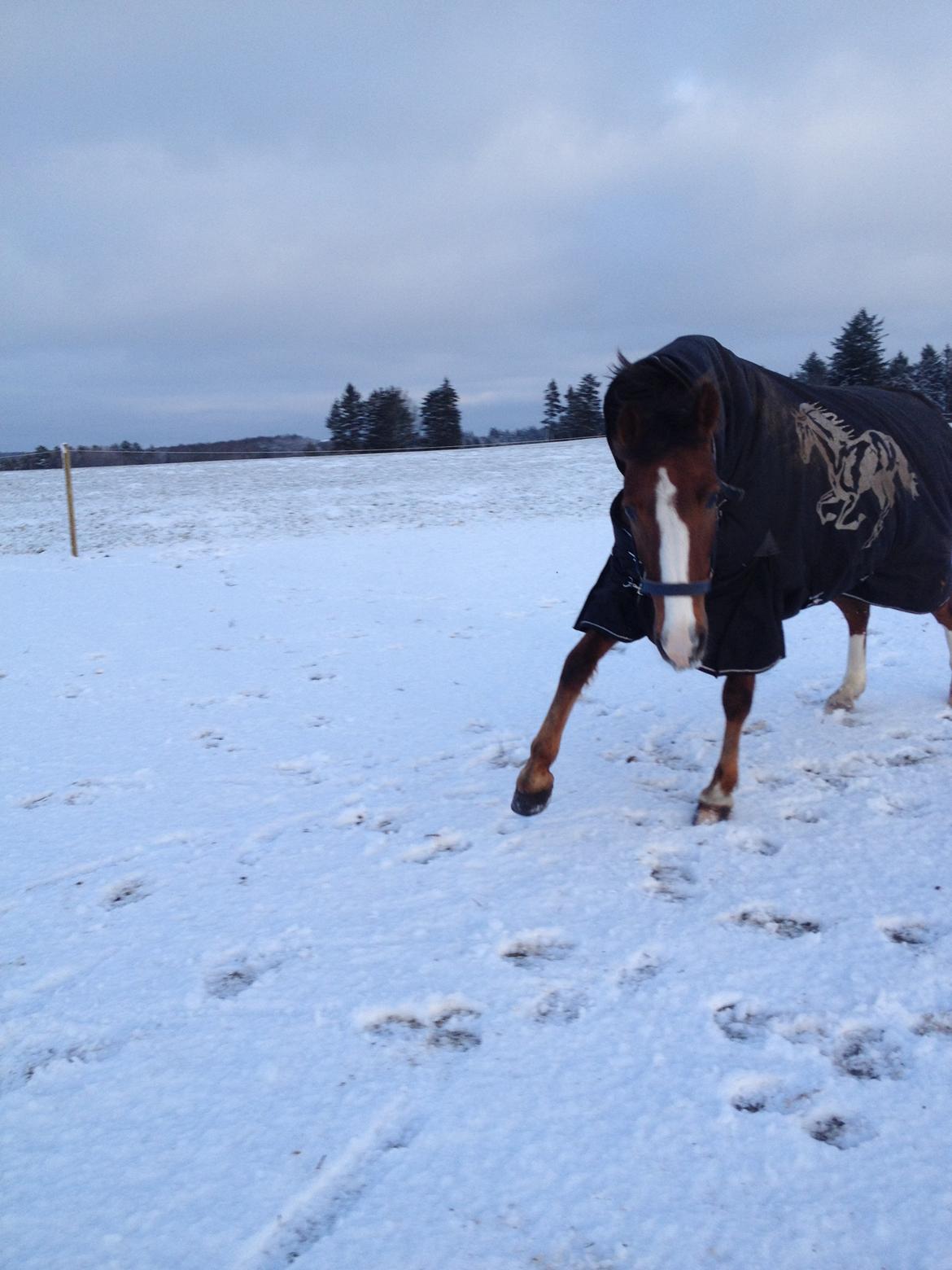 DSP Mølgårdens Lucas billede 8