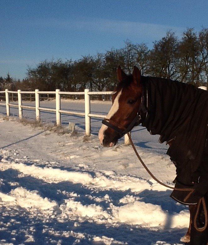 DSP Mølgårdens Lucas billede 16