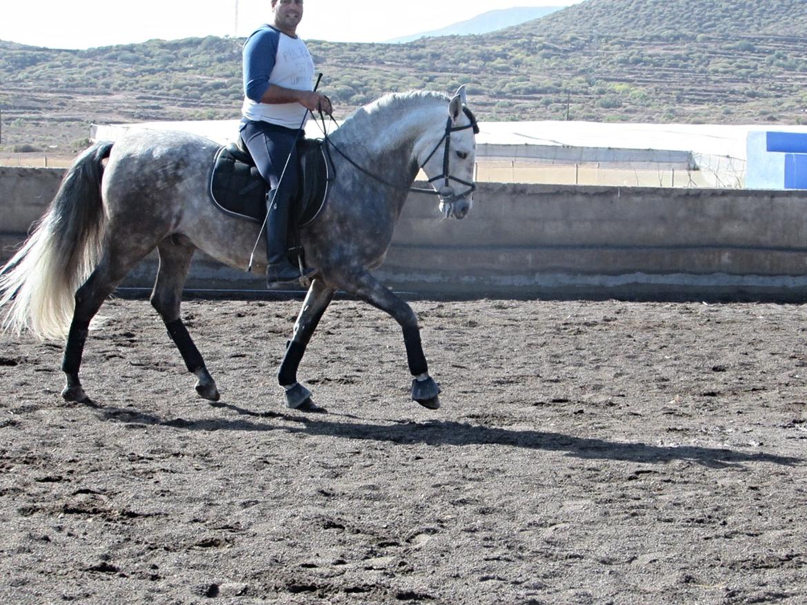 Lusitano Bellisimo - Hahahah Gabi rid nu pænt xD (Tror han var igang med at snakke med ham og så fortalte jeg et eller andet sjovt xD ) billede 13