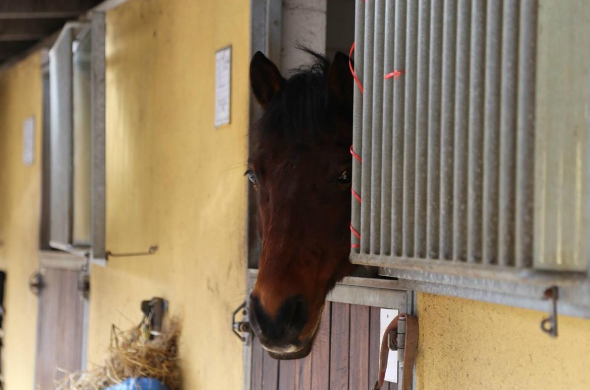 Anden særlig race ~ Jarl  - Elsker Elsker Elsker billede 13