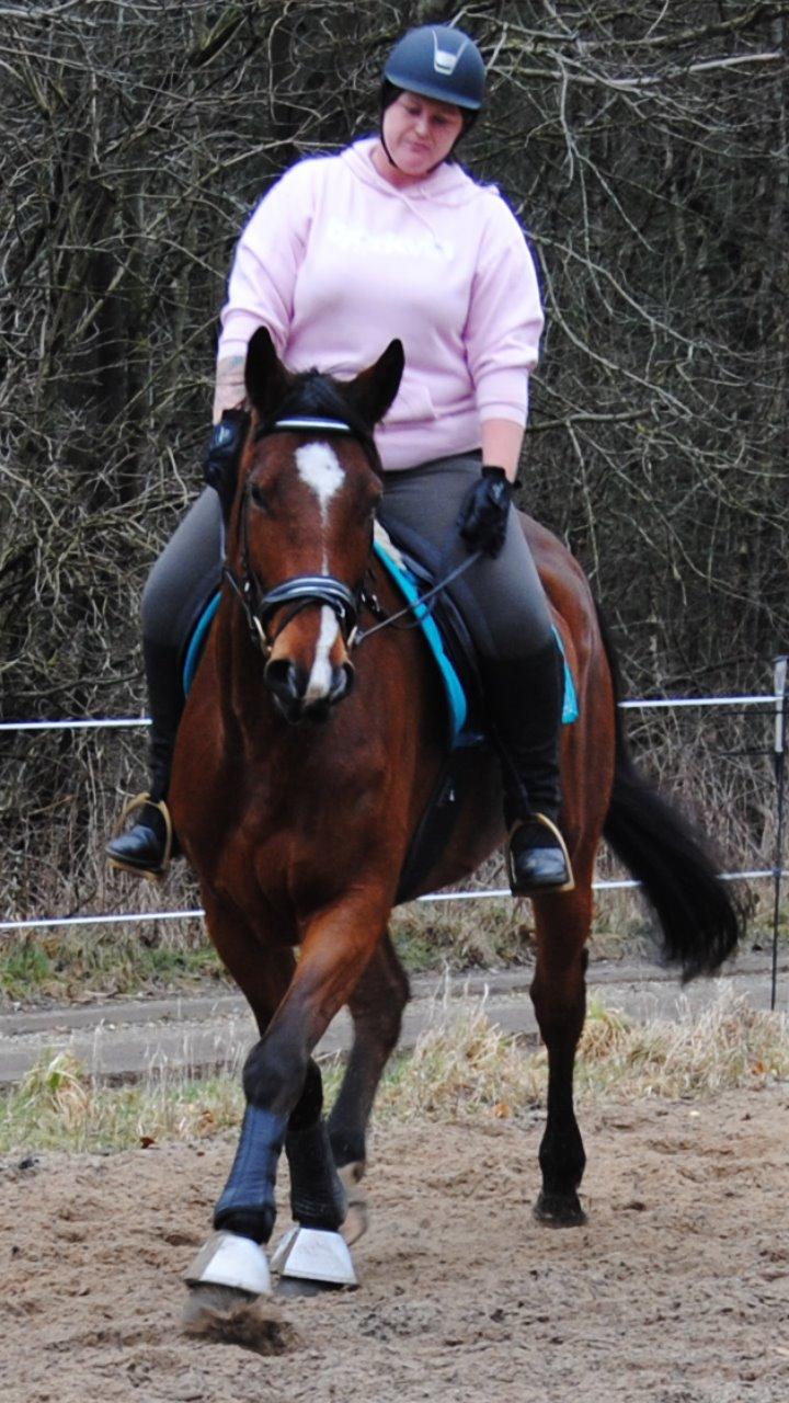 Anden særlig race Træholt's Pretty Boy  billede 12