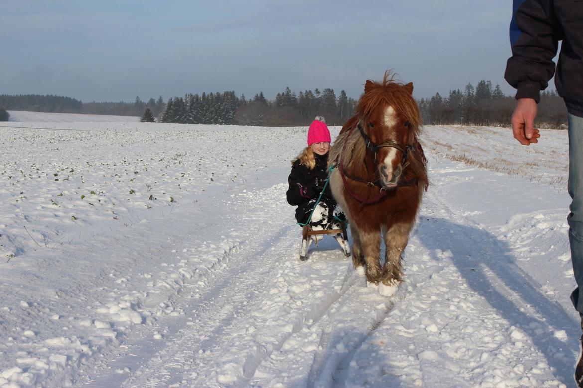 Shetlænder New Ton - Første gang med kælk- dec. 2014 billede 11