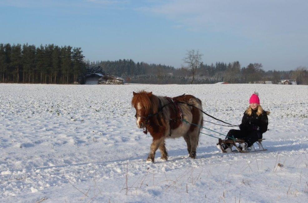 Shetlænder New Ton - Newtons første kælketur dec. 2014 billede 13