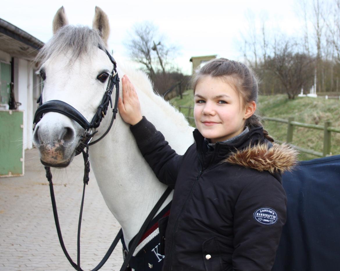 Welsh Pony (sec B) Korreborgs Sanitto billede 17