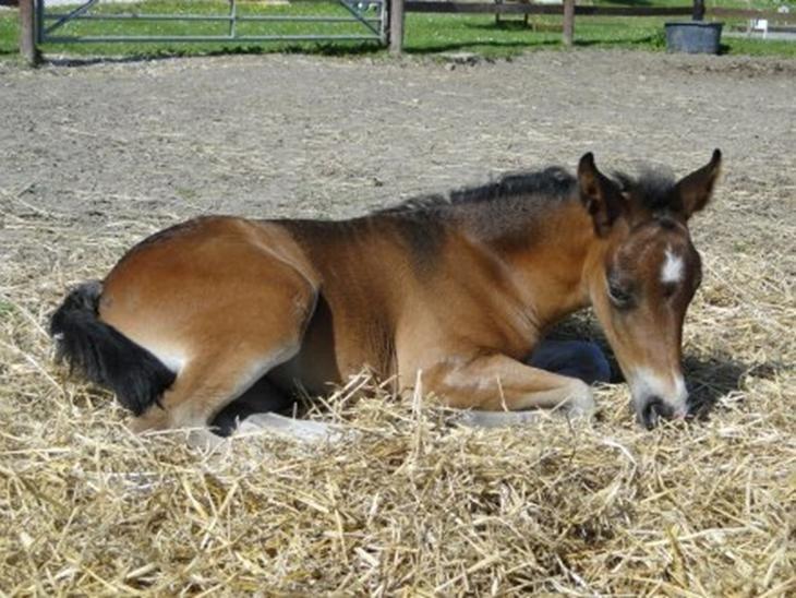 New Forest Soldal Waltzing Mathilda billede 4