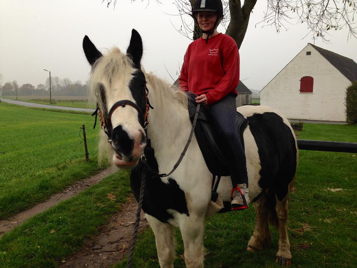 Irish Cob Pedersminde Monique billede 5