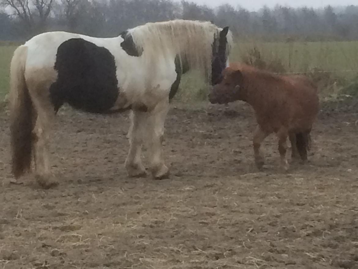 Irish Cob Pedersminde Monique billede 6