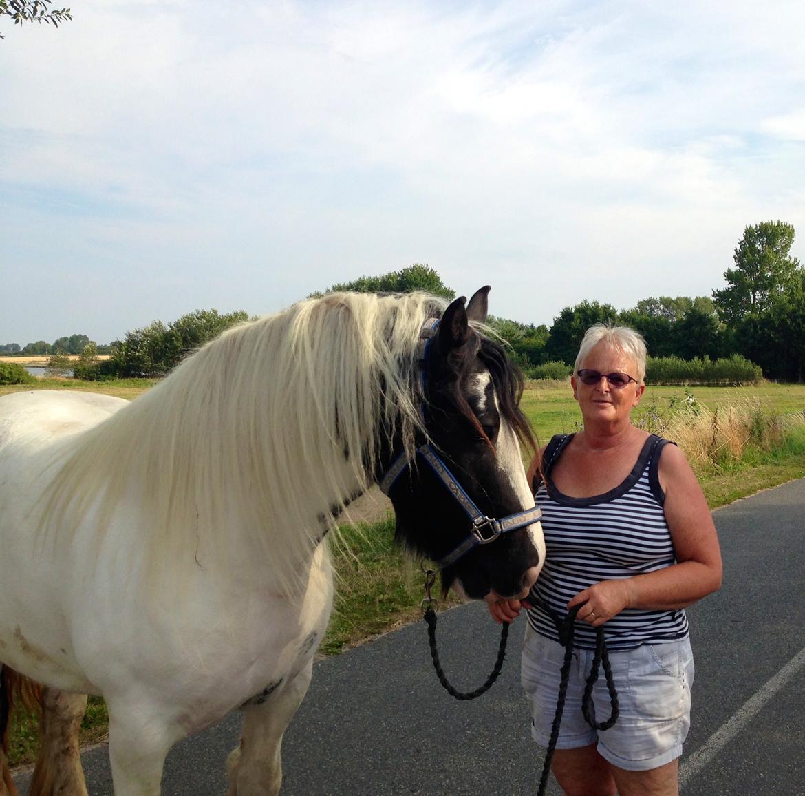 Irish Cob Romanys Agata billede 1