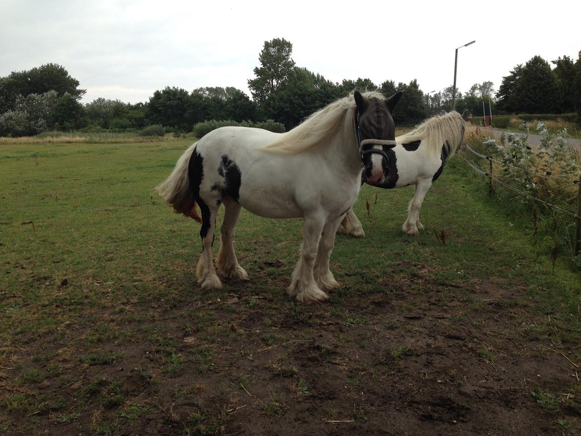 Irish Cob Romanys Agata billede 3