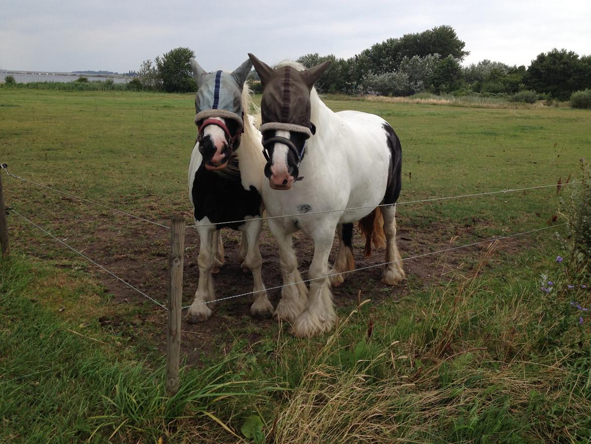 Irish Cob Romanys Agata billede 4
