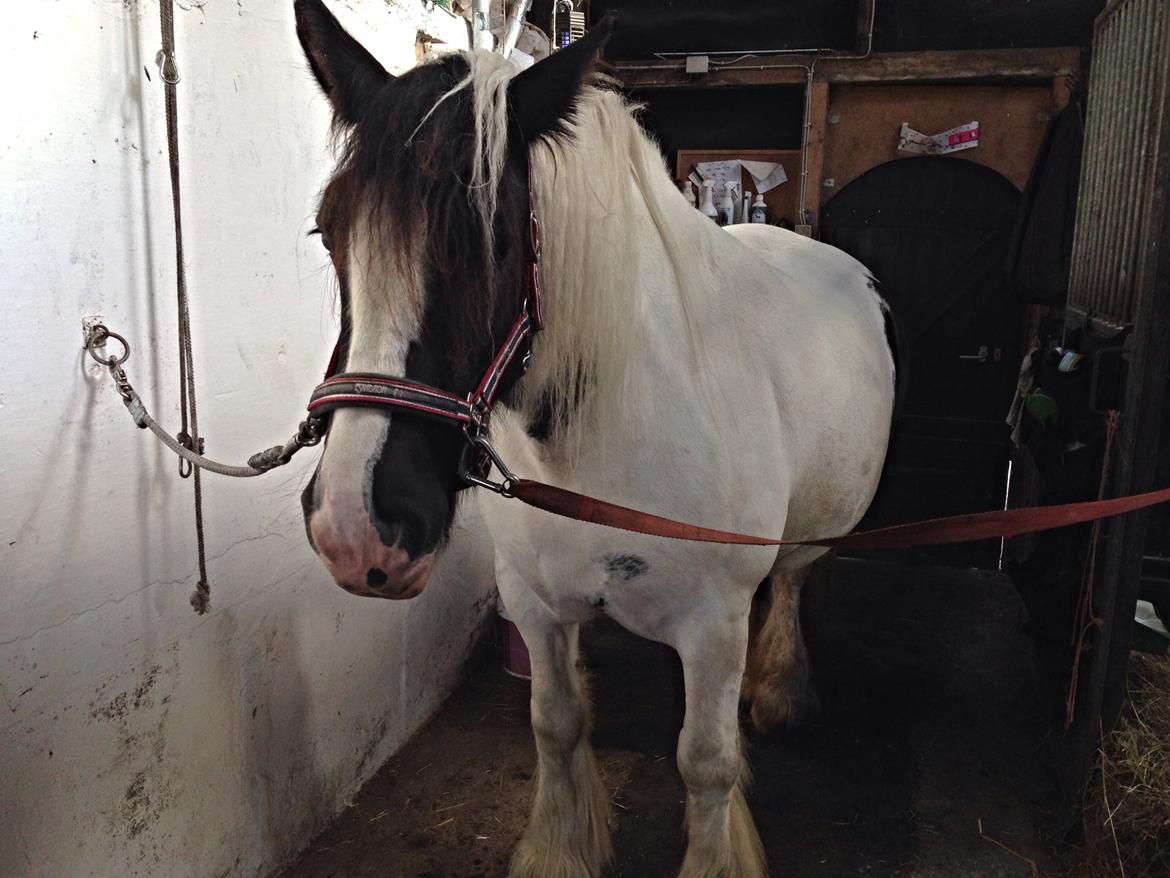 Irish Cob Romanys Agata billede 5