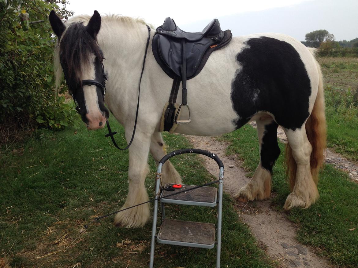 Irish Cob Romanys Agata billede 6